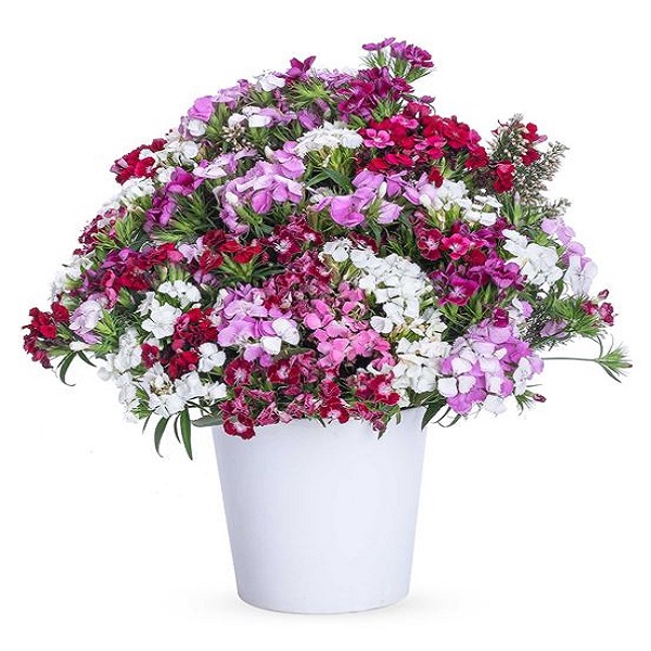  Karaman Çiçek Siparişi Seramik Vazoda Hüsnü Yusuf Çiçekleri 