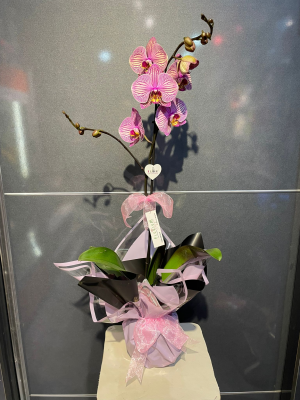  Karaman Çiçek Siparişi - Tek Dal Orkide 2