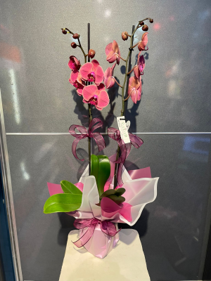  Karaman Çiçekçiler - Kırmızı Antoryum