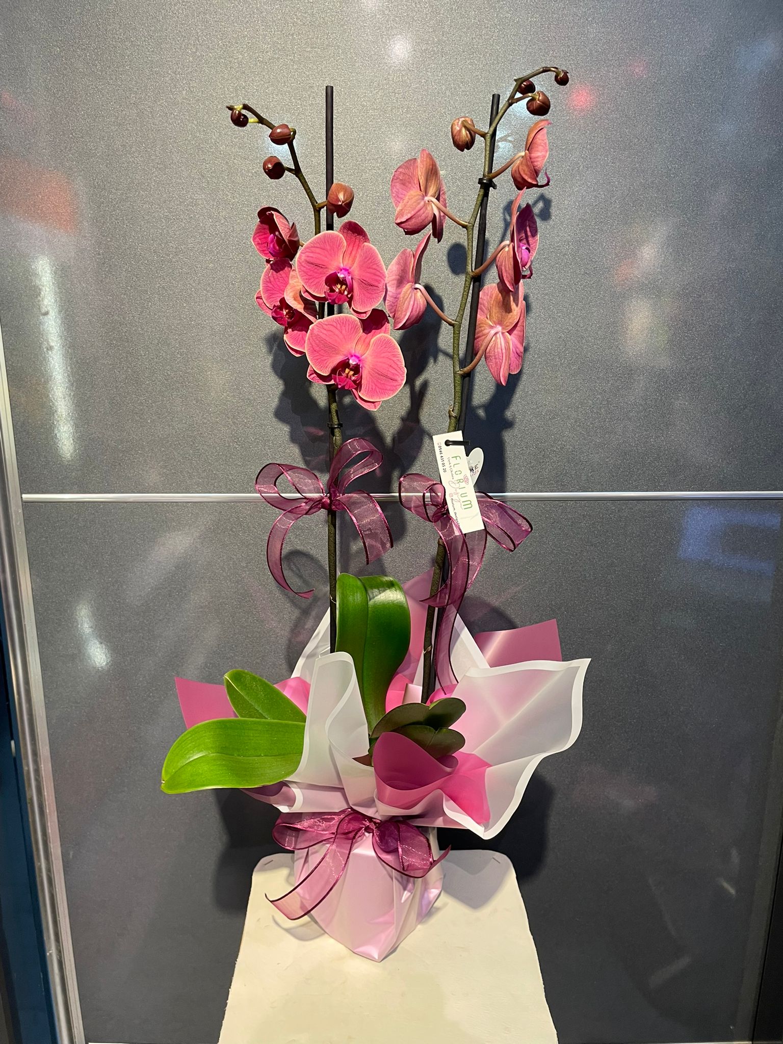  Karaman Çiçekçiler - Çift Dal Orkide 2 